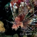 lionfish_common_nus_h_0705_png1718.jpg